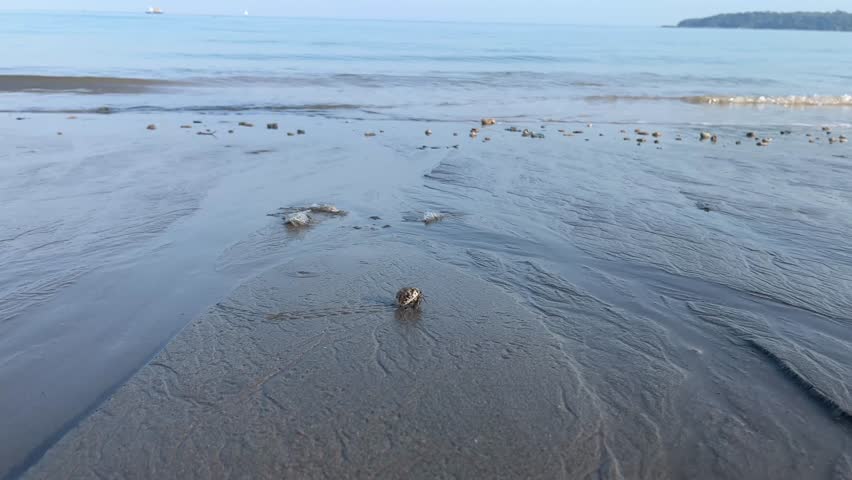 Hermit Crab Walking on the Beach