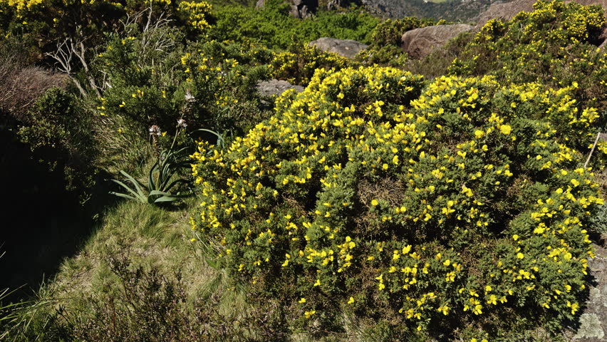 A rocky coastal landscape with yellow flowering shrubs and ocean views is shown from a mountain slope. The scene includes cliffs, boulders, blue water, and a sandy beach in the distance.