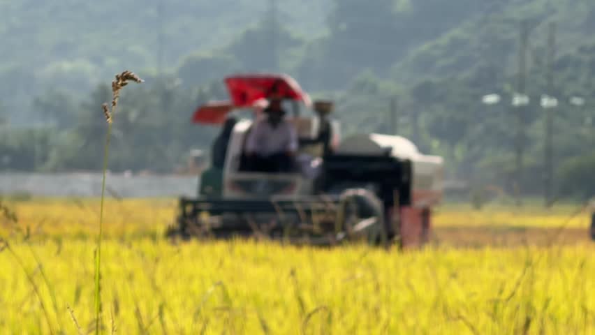 A combine harvests rice with a rural landscape and distant trees visible along the horizon beyond the field. Commercial agriculture.