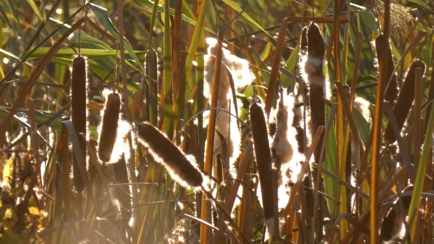 Broadleaf cattail (Typha latifolia) mature seed head bursting with dense white fluff. Golden hour sun highlighting brown seed pods. Close-up shot, detailed atmosphere. Vitality.