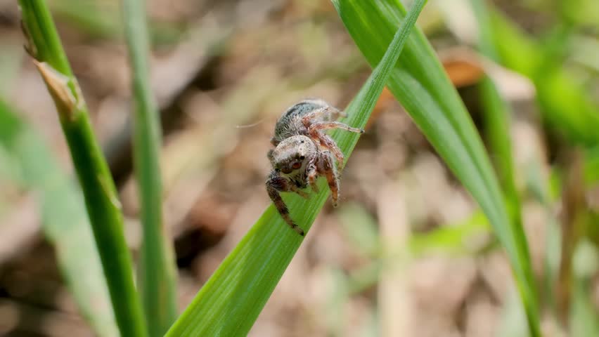 Jumping Spider Launching from Blade of Grass Macro Nature Video