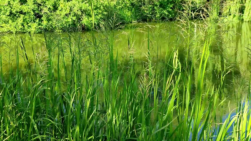 Green grass swaying in wind by quiet pond. Scenic riverbank with tall reeds and lush foliage. Natural landscape view of riparian wetland area in summer park.