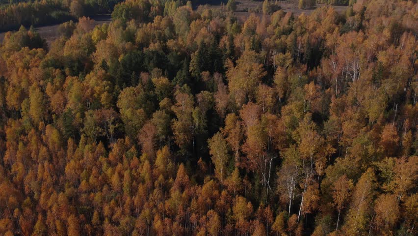 Drone footage of dense mixed woodland with colorful fall foliage and evergreen patches, creating a textured tree canopy in the Ural Mountains, Russia