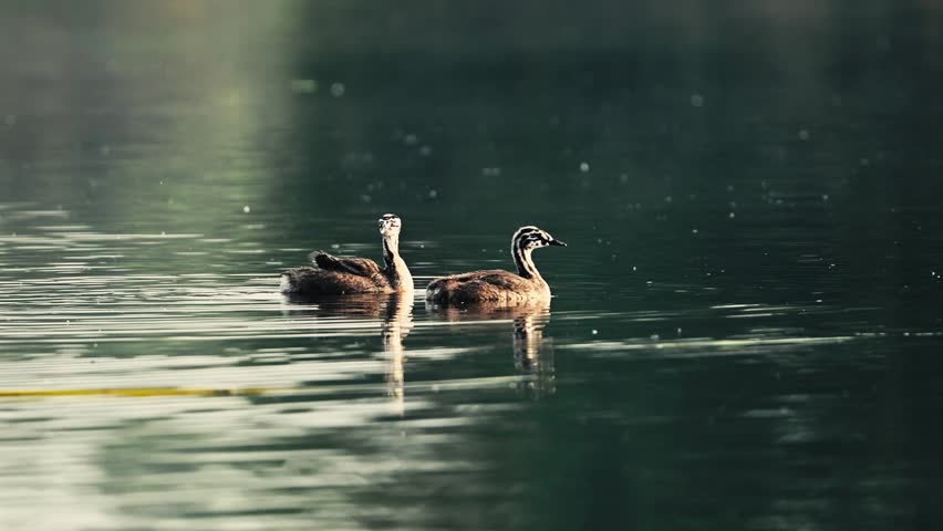 Two Young Grebes Growing And Swimming On The Lake