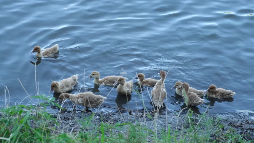 Many small ducklings and mother duck swimming in blue water near grassy river bank