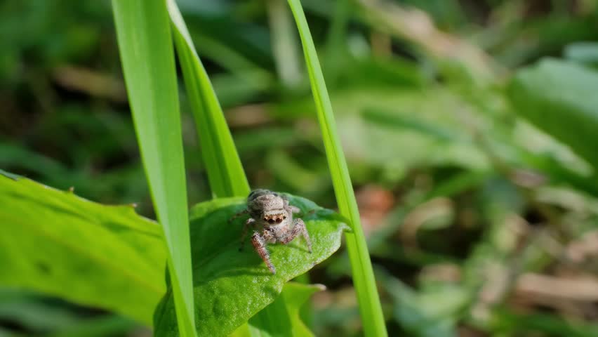 Jumping Spider Searching on Top of Green Plant Leaf Macro Nature Video