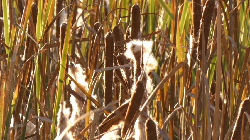 Mature cattail stem bursting with dense white fluff. Golden hour sun highlighting organic textile fiber structure as data flow metaphor. Close-up shot, detailed atmosphere. Innovation and purity.