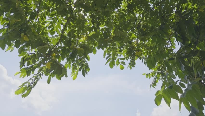 Bottom-up view on moving branches with green leaves in windy day against sky in park.