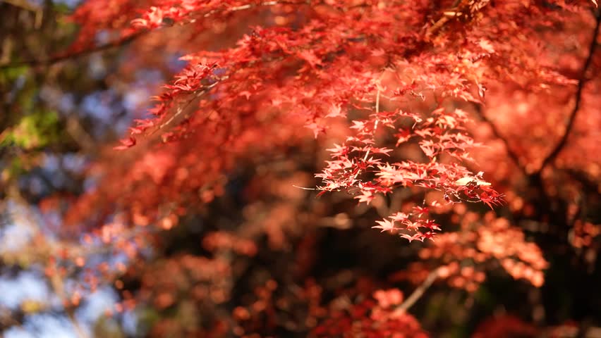 Japanese Maple Tree Leaves Turning Vibrant Red in Autumn