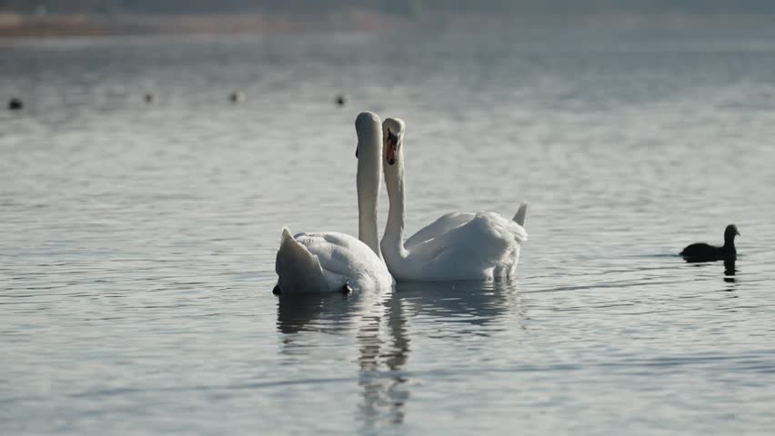 Feeding Swan by the Lake in Japan