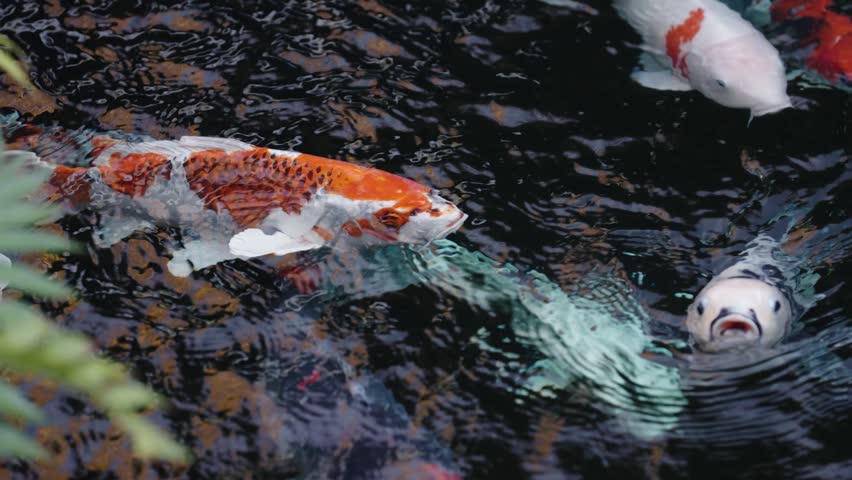 Colorful Koi Fish Swimming in Traditional Japanese Pond