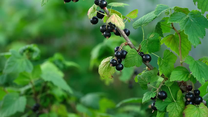 Ripe blackcurrants hanging from branches with lush green leaves in a garden. Close up.