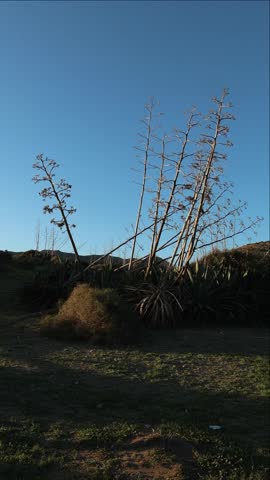Group of tall century plants or agaves with dry flower stalks against a clear blue sky, a classic desert landscape in Cabo de Gata, Almeria, Spain