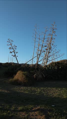 Slow pan right showing a field of tall century plants and dry agave stalks with arid mountains in the background, iconic desert landscape of Cabo de Gata, Almeria, Spain.