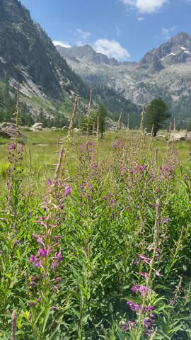 Italy, Borgo San Dalmazzo, July 4, 2026
Purple Wildflowers Blooming in Alpine Meadow with Majestic Mountain Landscape.
 Author: Djundiet A.