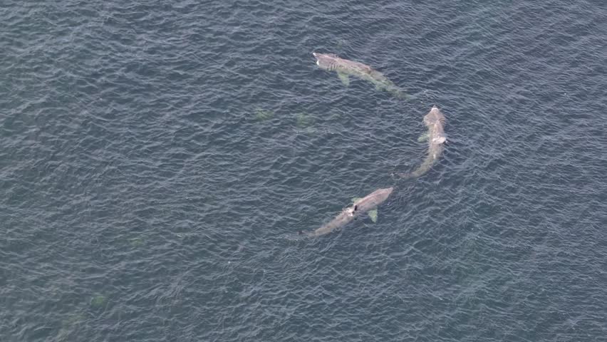 Aerial view of basking sharks at Muckross Head ,Donegal - Ireland