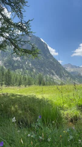 Italy, Borgo San Dalmazzo, July 4, 2026
Scenic alpine valley with lush meadow, pine forest and rocky mountain peaks under clear blue sky.
 Author: Djundiet A.