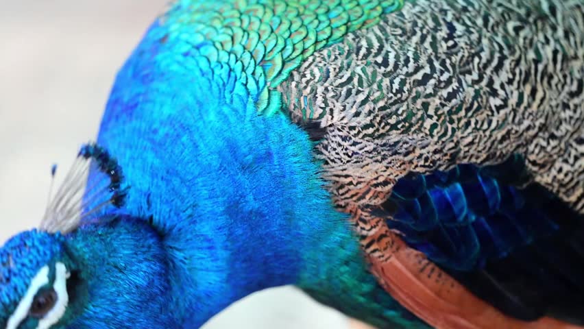 Blue Peacock Head Portrait with Iridescent Neck Feathers 180fps Captured in Cinematic High Detail Footage