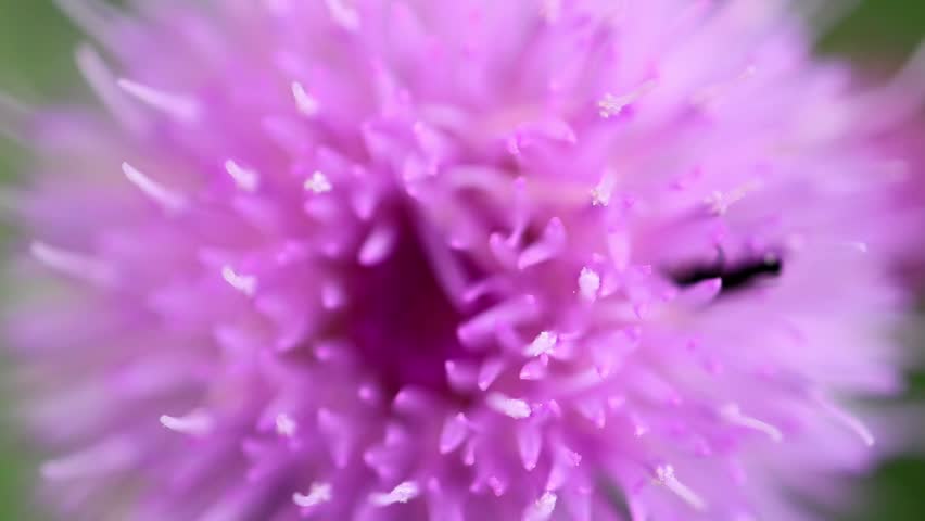 Purple Thistle Flower Head Blooming Macro 180fps Captured in Cinematic High Detail Footage