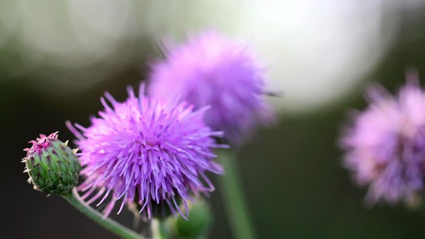Purple Thistle Flower Head Blooming Macro 180fps Captured in Cinematic High Detail Footage