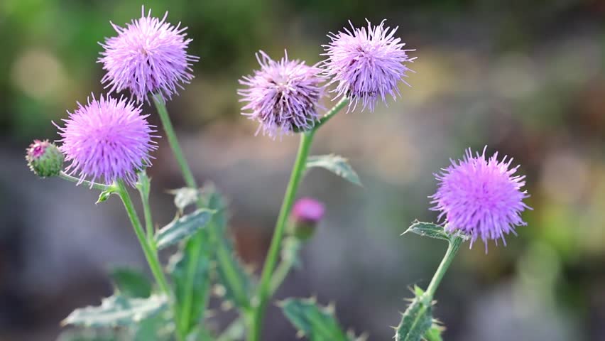 Purple Thistle Flower Head Blooming Macro 180fps Captured in Cinematic High Detail Footage