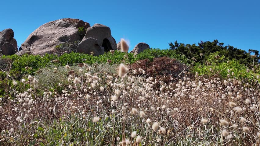 Close-to-ground motion shot of coastal slope filled with dense soft seedheads and dry grass in foreground, mixed green and reddish shrubs in midground, and large weathered rounded granite boulders