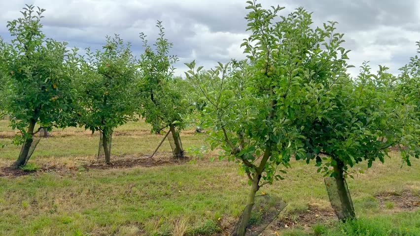 Young Apple Orchard with Newly Planted Trees