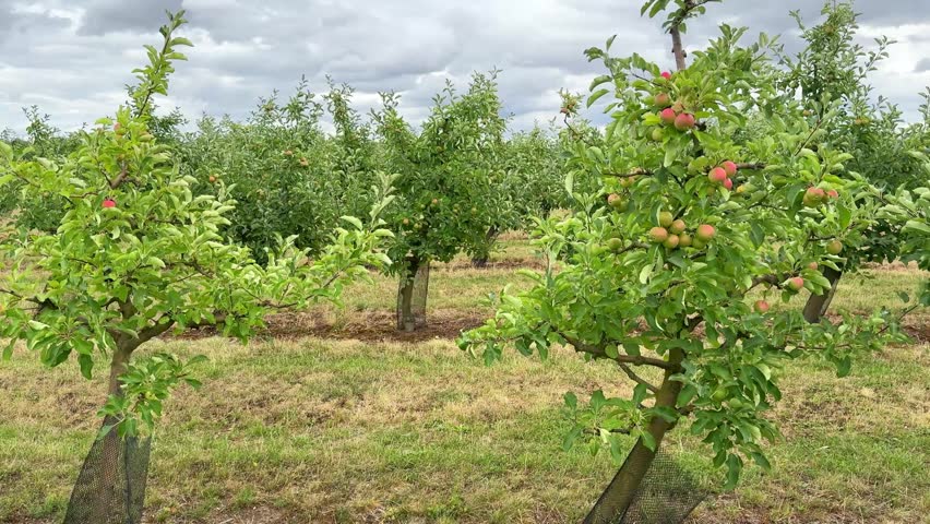 Young Apple Orchard with Newly Planted Trees