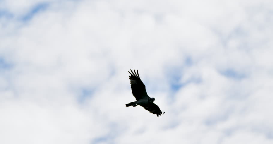 Osprey ,sea hawk or fish eagle flying in the sky