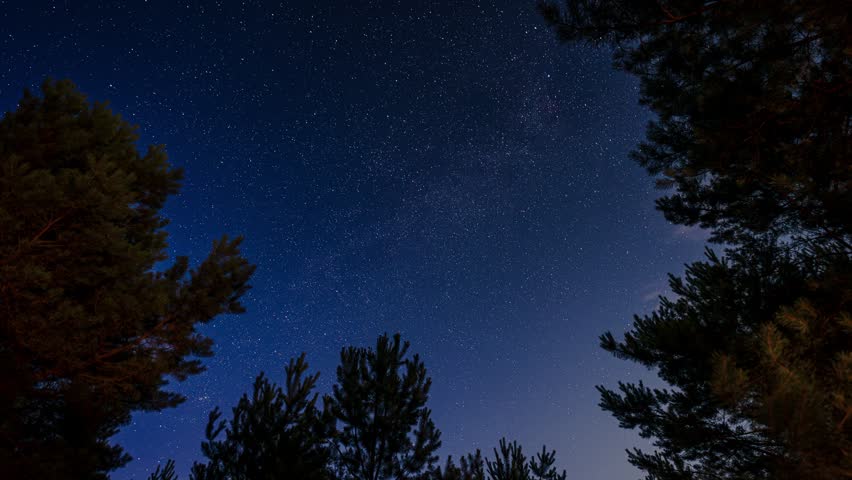 Starry night sky with the Milky Way and a meteor framed by silhouetted pine trees in a dark forest