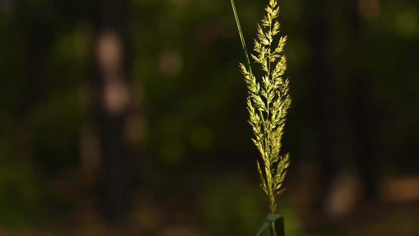 4K Macro Grass Stalk with Seed Head Swaying Gently in Sunlight Against Blurred Green Forest Bokeh Peaceful Nature Background