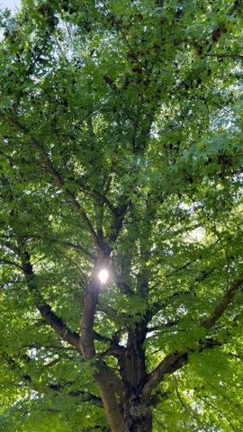 Sun between the leaves on the tree