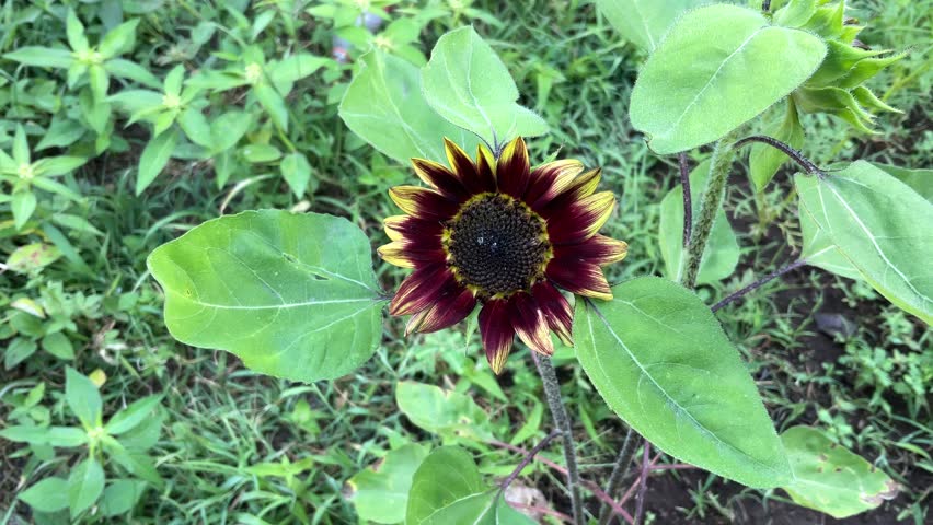 dark red sunflower yellow gradation leaves wind