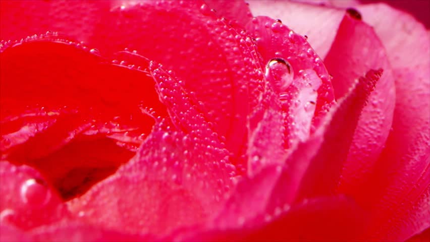 A macro close up shot of a vibrant red rose submerged in water covered in sparkling air bubbles.