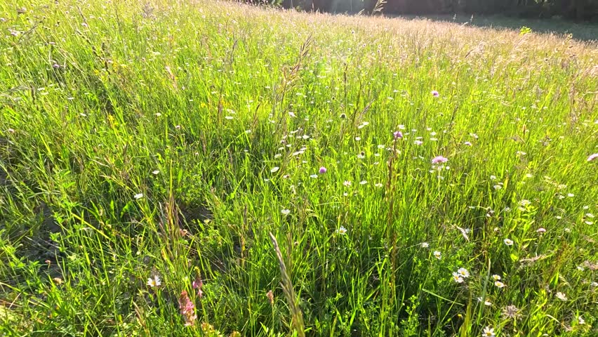 Bright sunlight illuminates a lush field of daisies and pink wildflowers in rural Italy.
