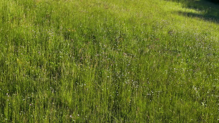 Static wide shot of sunlit green grass and blooming wildflowers in a summer pasture.