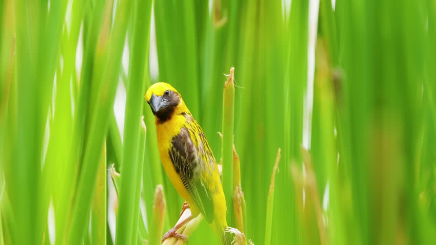 Yellow Asian golden weaver perches on green paddy field stalks under bright natural daylight.