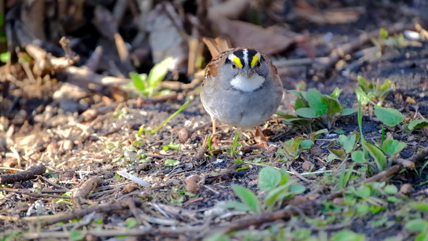 White-Throated Sparrow Eating Grass in the Springtime Nature Bird Video