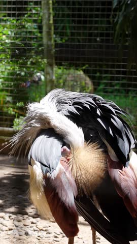 close up of a grey crowned crane cleaning feathers in the zoo