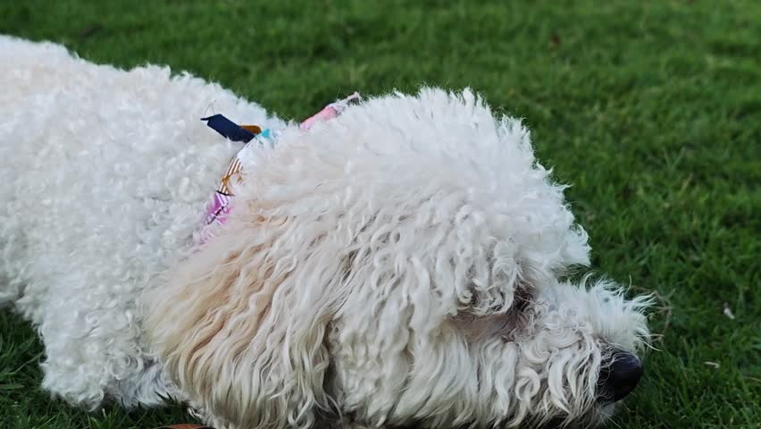 A cute dog in the garden.