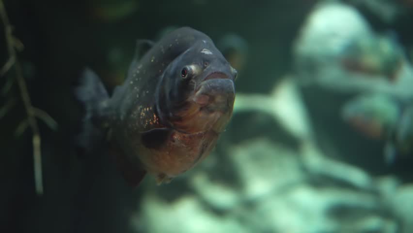 Piranha in habitat. Predatory piranha moves slowly in dark green water setting. Suspenseful scene showing piranha approaching camera with school behind and bubbles surrounding
