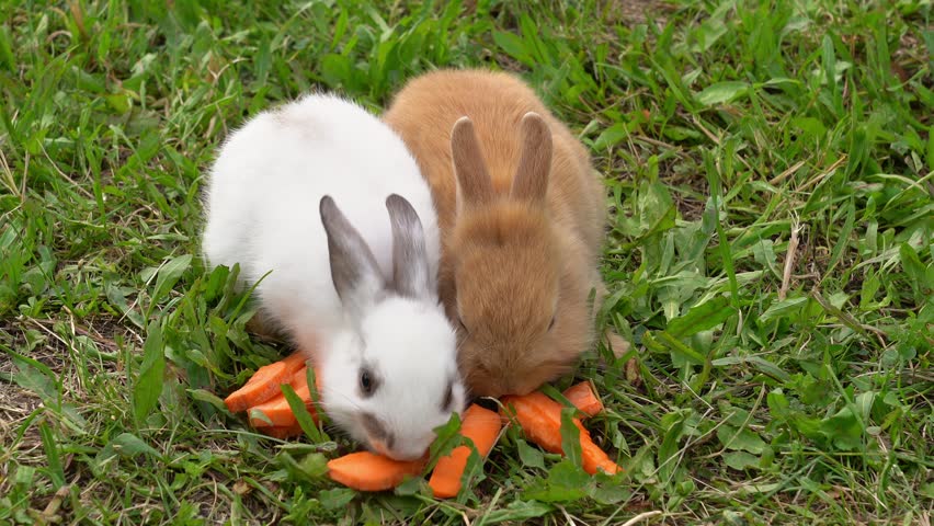 Close up of little baby rabbits eat carrots on grass in garden. Care pets. Feeding animals. Agriculture, farming