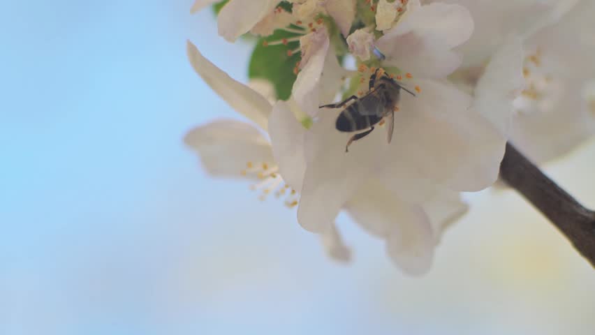 Honey Bee Collecting Pollen on Blooming Apple Blossom in Spring Garden, Close-Up. Close-up footage of a honey bee collecting pollen and nectar from delicate blooming apple blossoms in a spring orchard. Soft natural light highlights the pollination process as the bee moves among white flowers. Ideal for agriculture, ecology, gardening, biodiversity, nature, environmental and spring-themed projects.