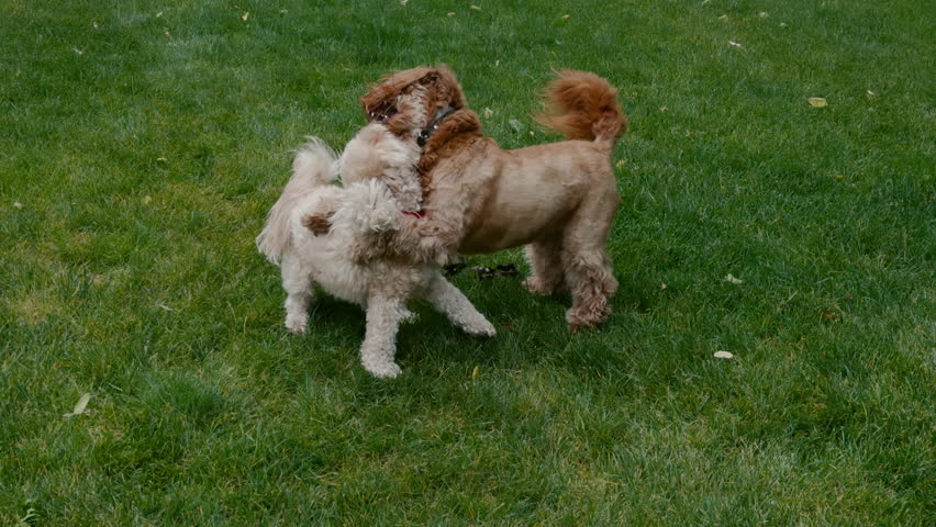 Two playful dogs wrestling and chasing each other on a green lawn. Happy pets enjoying outdoor playtime in a backyard during a sunny day.