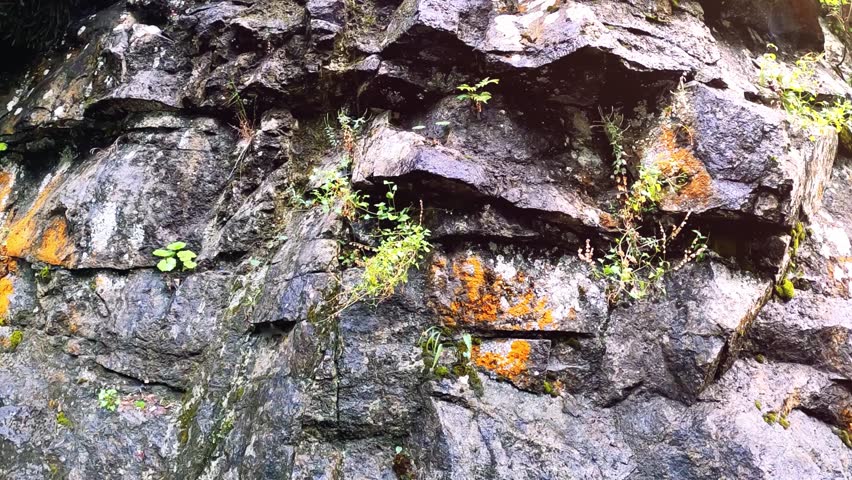 A close-up view of a moss-covered rock surface highlighting rich green textures and the beauty of the natural forest environment.