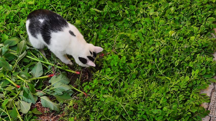 A black and white cat has caught a gray mouse and plays with it, biting and letting go, training its skills before eating the prey. Video from top to bottom, animals are on a lawn with green grass