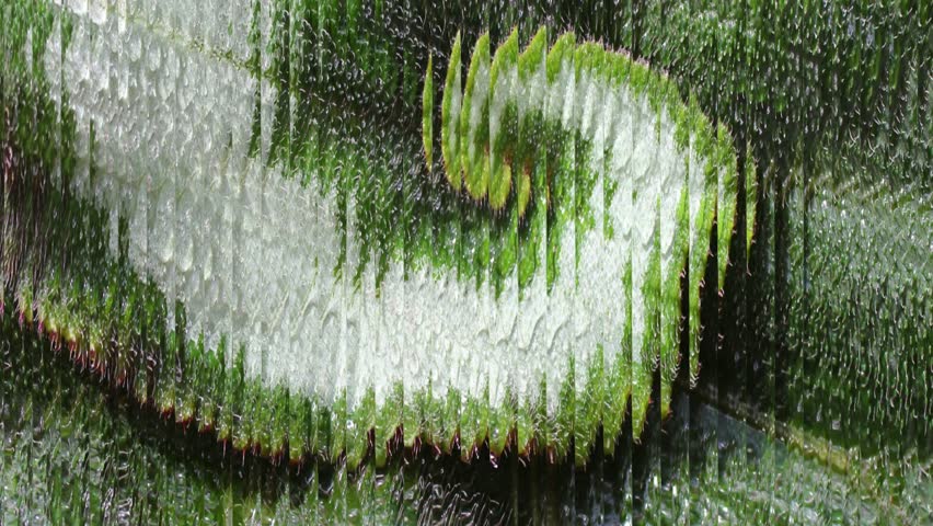 Green and white swirl pattern