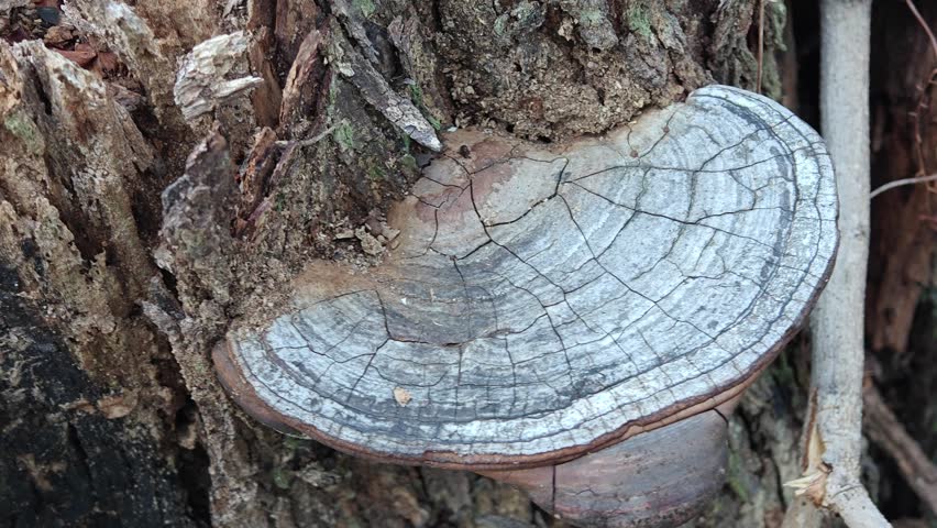 Closeup of large shelf mushroom bracket fungus growing on old tree bark