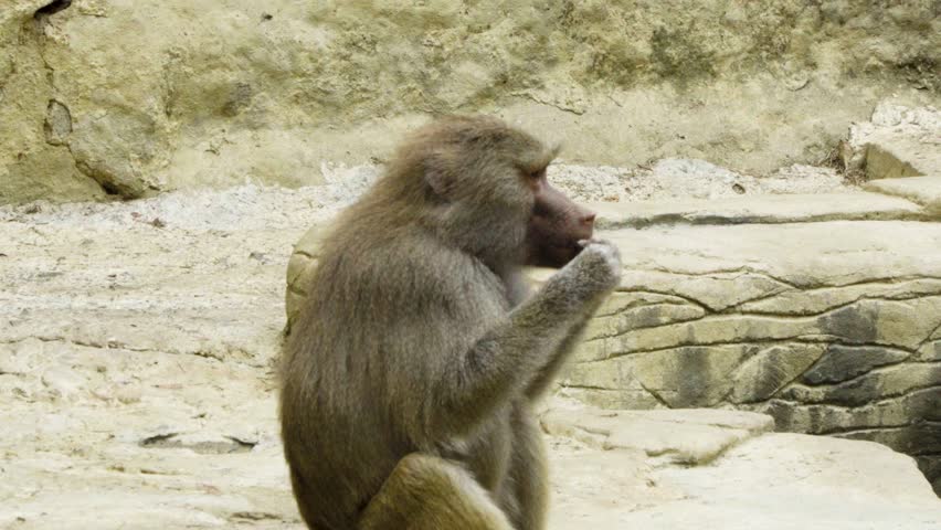 Horizontal image of a Mandrill (Mandrillus sphinx) holding and playing with an object in its mouth. The photograph captures the primate