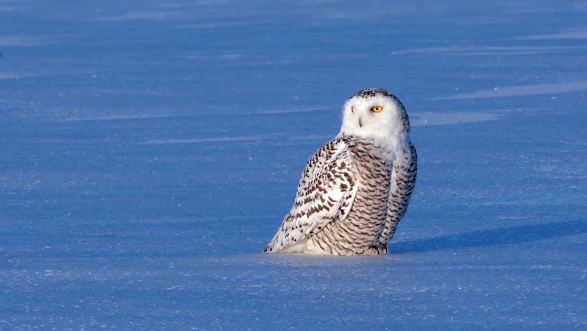 Close-up footage of a Snowy Owl (Bubo scandiacus) showcasing its striking white plumage, piercing yellow eyes, and majestic presence in a snowy winter landscape, captured in stunning 4K resolution.